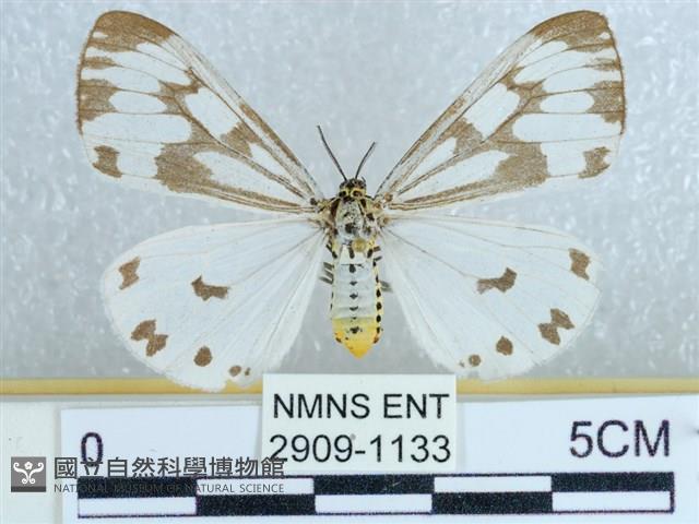 粉蝶燈蛾藏品圖，第1張