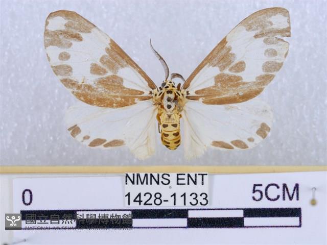 後凸蝶燈蛾藏品圖，第1張