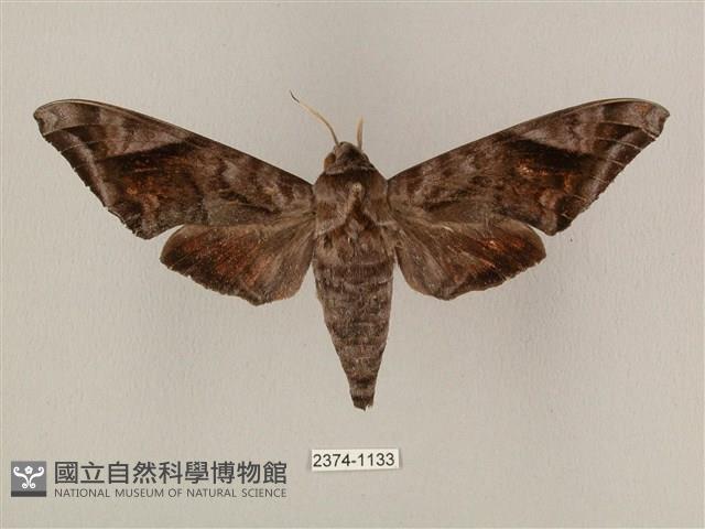 全緣缺角天蛾藏品圖，第1張