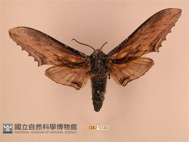 臺灣鋸翅天蛾藏品圖，第1張