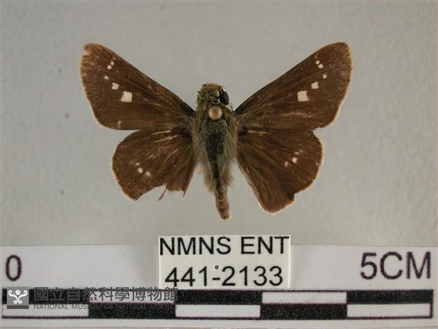 小稻弄蝶藏品圖，第1張