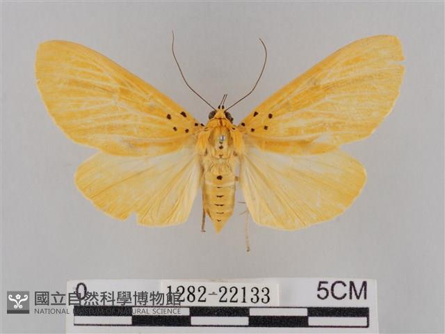 橙擬燈蛾藏品圖，第1張