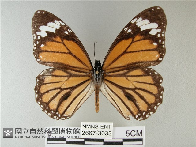 黑脈樺斑蝶藏品圖，第1張