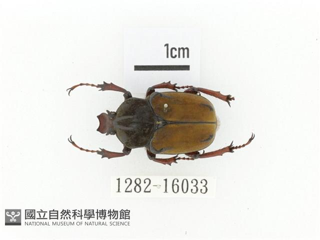 臺灣角金龜藏品圖，第1張