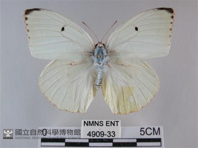 細波遷粉蝶藏品圖，第1張