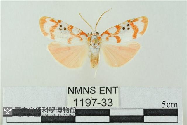 臺雪苔蛾藏品圖，第1張