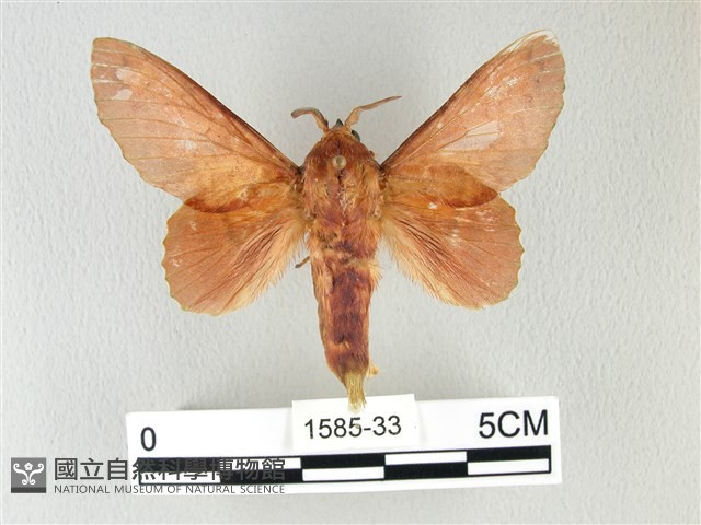 島嶼枯葉蛾藏品圖，第1張