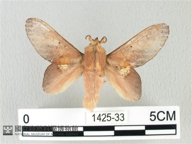 緣斑枯葉蛾藏品圖，第1張