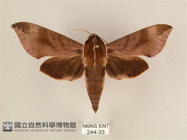 背中白天蛾藏品圖，第1張