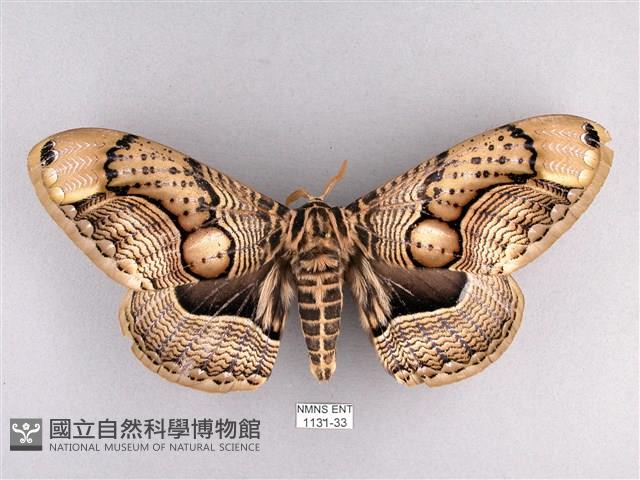 枯球籮紋蛾藏品圖，第1張