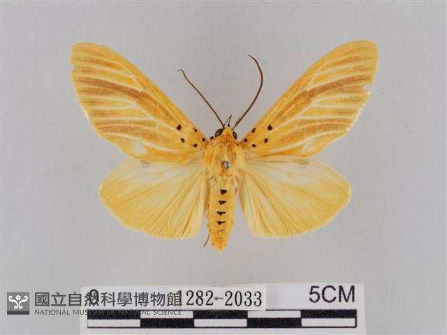 橙擬燈蛾藏品圖，第1張