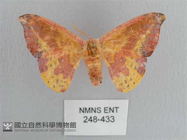 鉛斑帶鉤蛾藏品圖，第1張