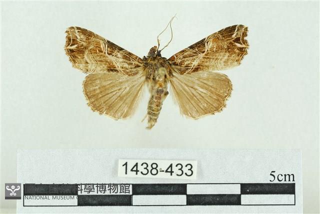 粉紅帶散紋夜蛾藏品圖，第1張