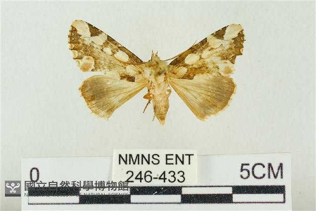 連珠波紋蛾藏品圖，第1張