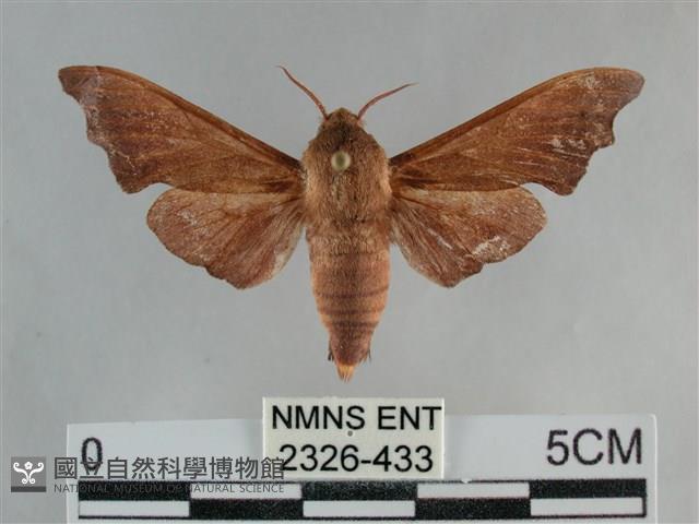 單齒天蛾藏品圖，第1張