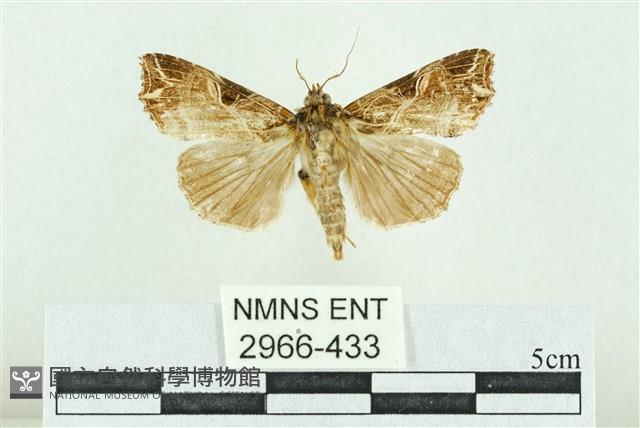 粉紅帶散紋夜蛾藏品圖，第1張