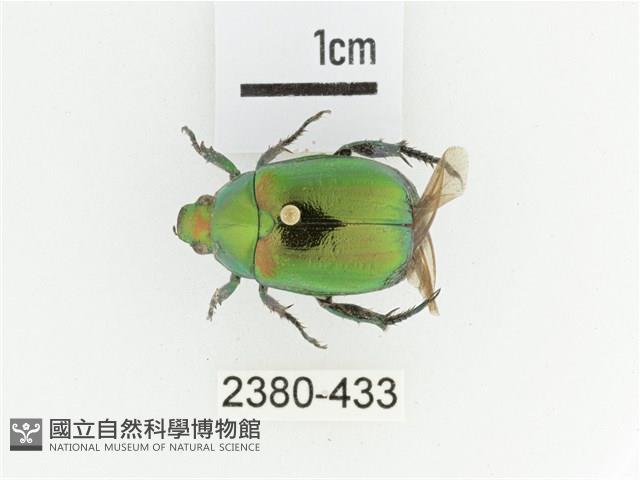 艷金龜藏品圖，第1張