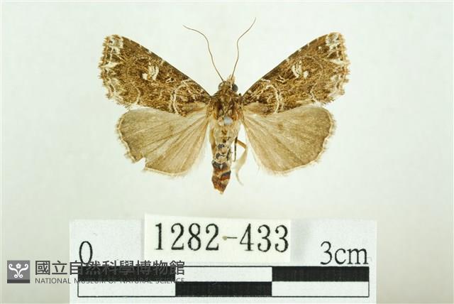 白斑散紋夜蛾藏品圖，第1張