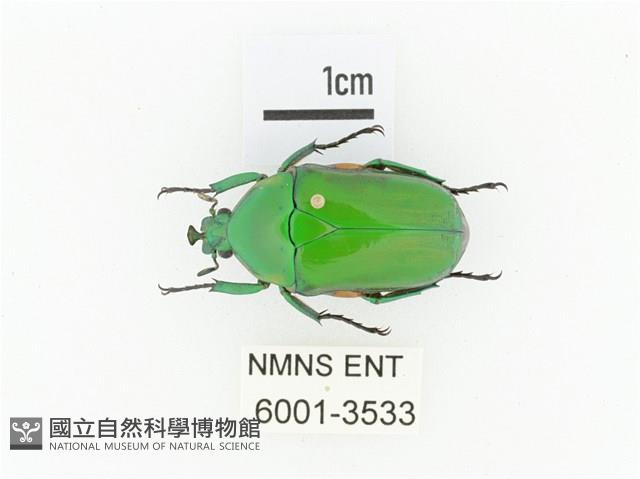 小扇角金龜藏品圖，第1張