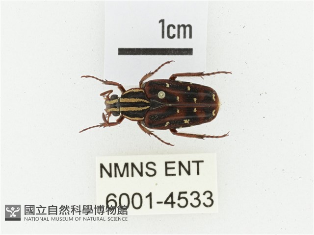 巴蘭陷紋金龜藏品圖，第1張