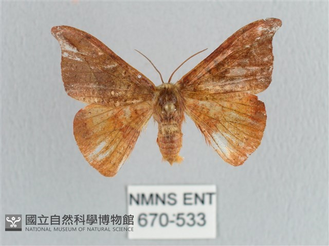 銀端帶鉤蛾藏品圖，第1張