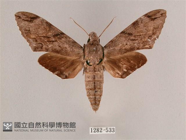 細斜紋霜天蛾藏品圖，第1張