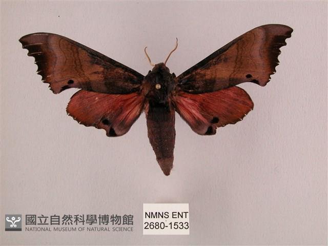 桃紅六點天蛾藏品圖，第1張