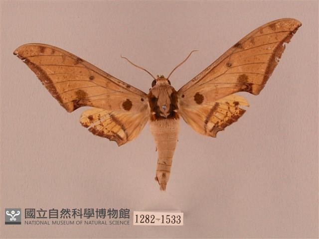 裂斑鷹翅天蛾藏品圖，第1張