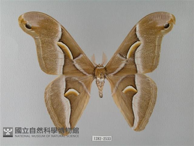 眉紋天蠶蛾藏品圖，第1張