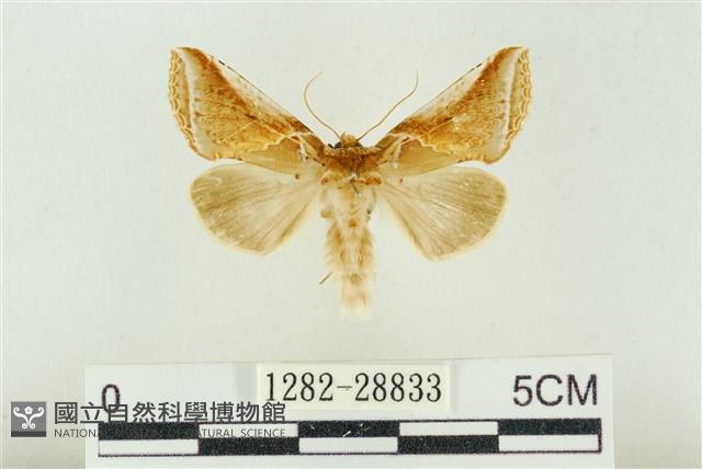 印華波紋蛾藏品圖，第1張