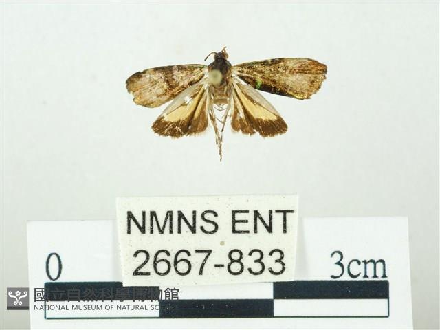 叉紋閃舞蛾藏品圖，第1張