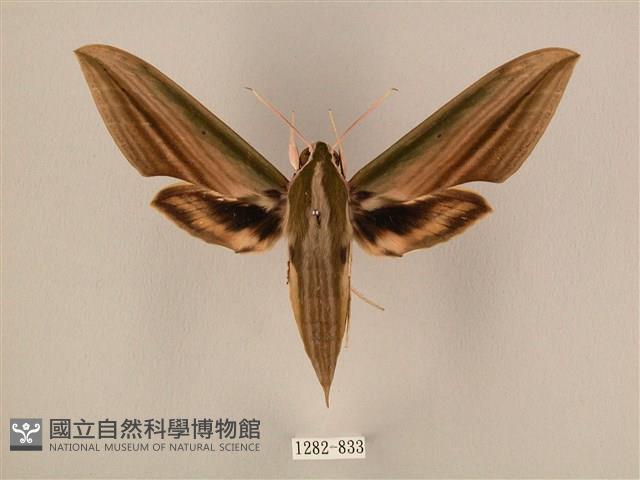 棕綠背線天蛾藏品圖，第1張