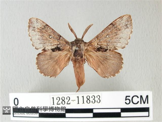 銀肩枯葉蛾藏品圖，第1張