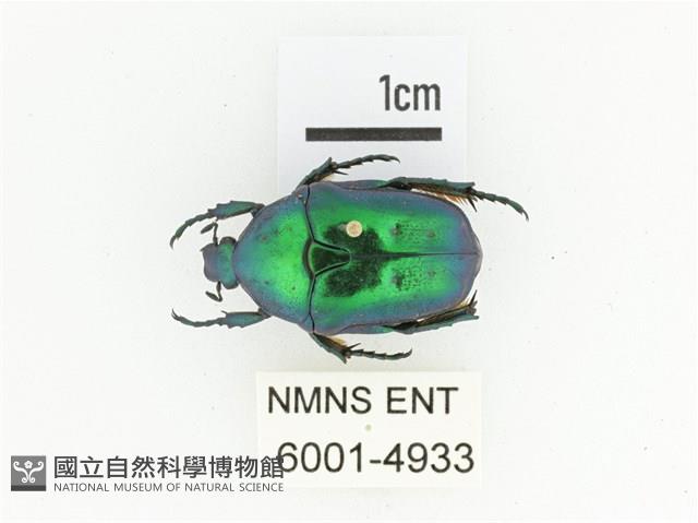 藍艷白點花金龜藏品圖，第1張