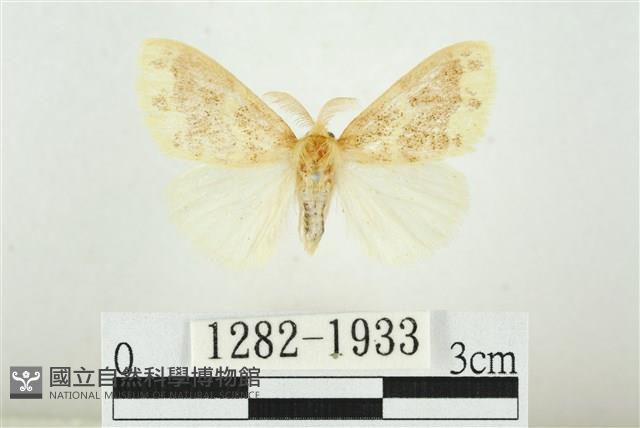 寬紋黃毒蛾藏品圖，第1張
