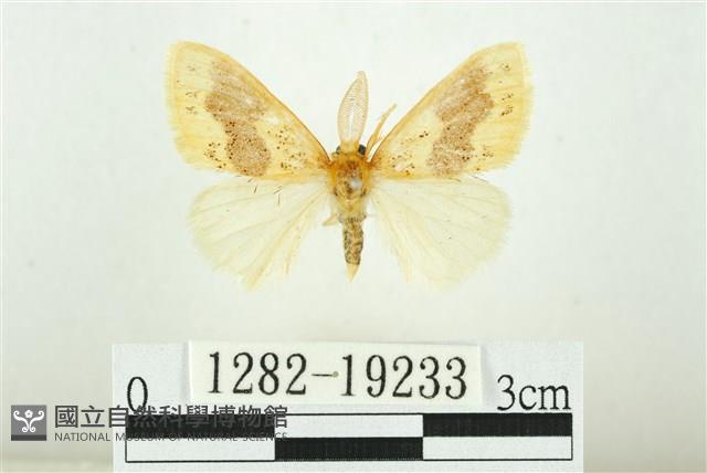 寬紋黃毒蛾藏品圖，第1張