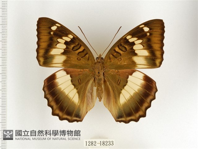 臺灣翠蛺蝶藏品圖，第1張