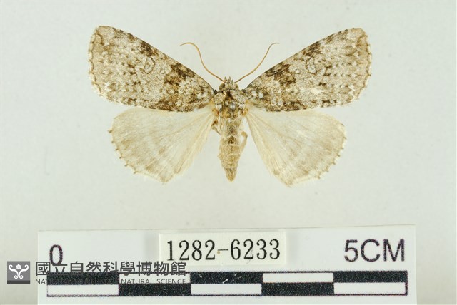 臺灣銀斑異波紋蛾藏品圖，第1張