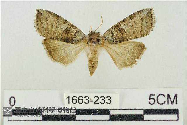 帶波紋蛾藏品圖，第1張