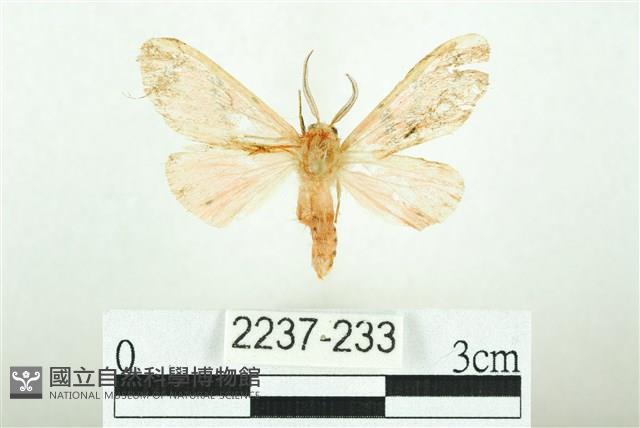 三條橙燈蛾藏品圖，第1張