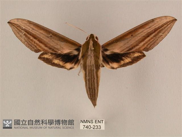 棕綠背線天蛾藏品圖，第1張
