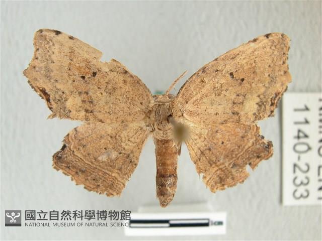 凹角鉤蛾藏品圖，第1張
