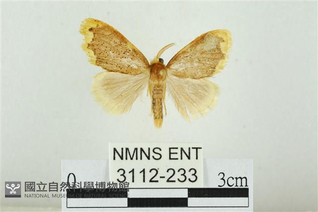 黑翅黃毒蛾藏品圖，第1張
