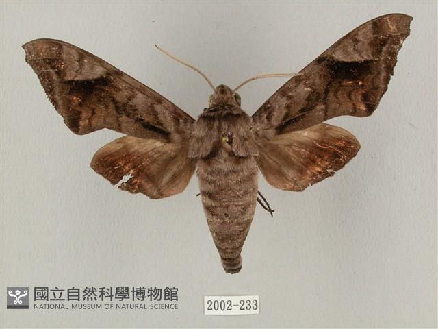 全緣缺角天蛾藏品圖，第1張