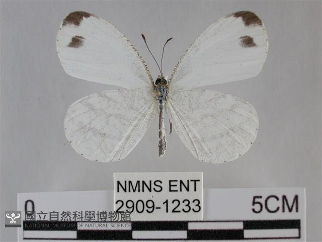 纖粉蝶、黑點粉蝶藏品圖，第1張