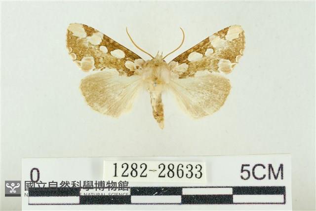 連珠波紋蛾藏品圖，第1張