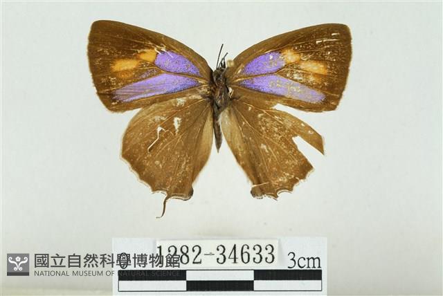 小翠灰蝶藏品圖，第1張