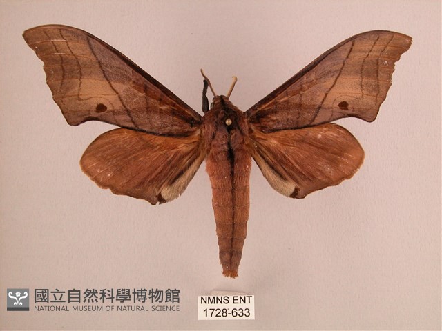 直翅六點天蛾藏品圖，第1張