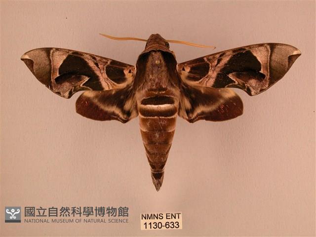 暗綠白腰天蛾藏品圖，第1張