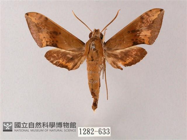 臺灣白肩天蛾藏品圖，第1張